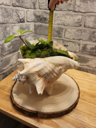 Planted conch display stand - display,