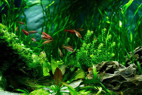 Live aquarium plants - live, 50