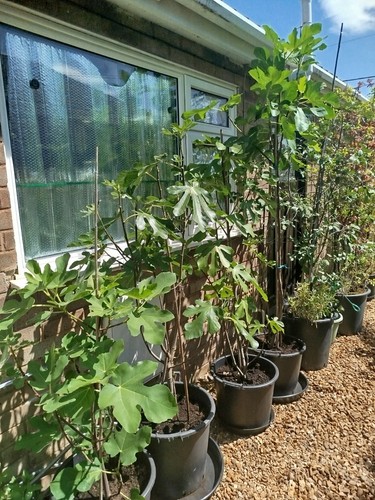 Fig tree large brown turkey - tree,