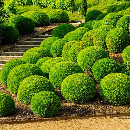 Common box buxus - 10, box/buxus