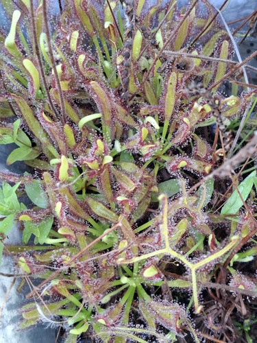 Carnivorous plant drosera - carnivorous,