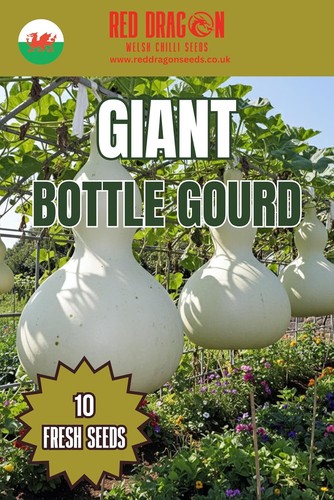 Giant bottle gourd - bottle, seeds