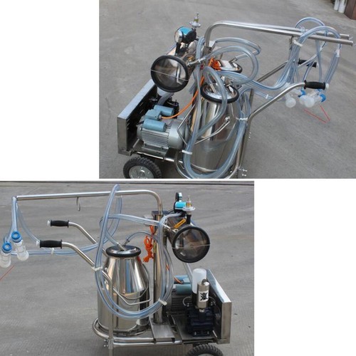 Goat sheep milking - goat, group