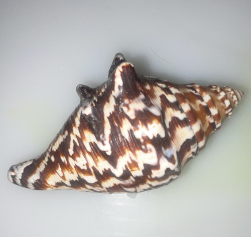 Natural unpolished conch shell - natural,