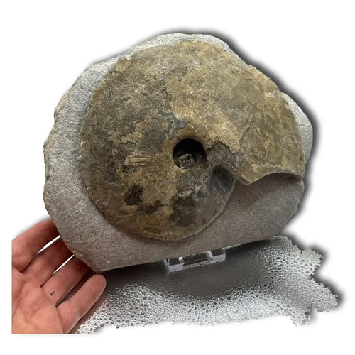 Cardioceras excavatum - , –