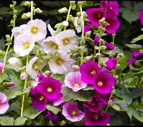 150x giant hollyhock single - giant,