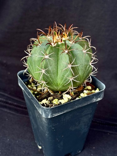 Melocactus matanzanus cactus - melocactus,