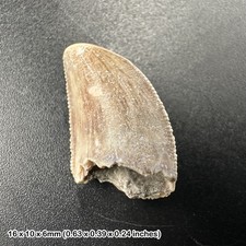 Majungasaurus dinosaur tooth