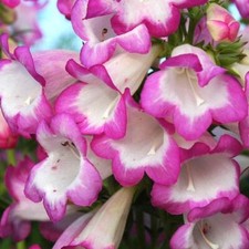 Penstemon Special Pensham