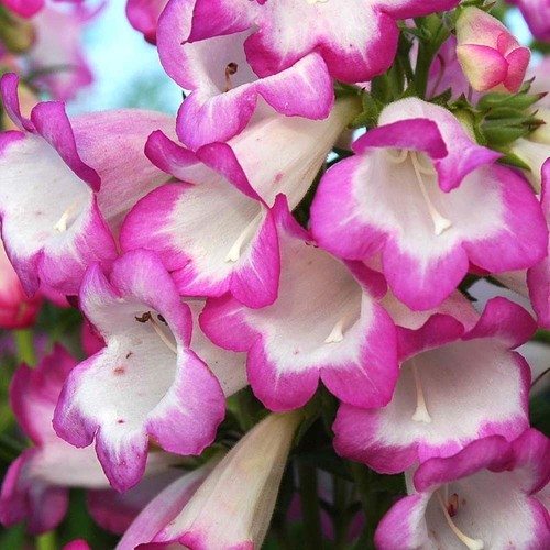 Penstemon special pensham - penstemon,