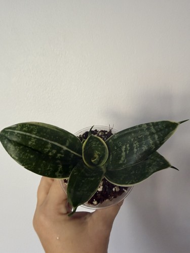 Baby birds nest snake plant - nest,