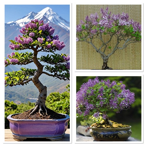 Lilac tree bonsai - , starter