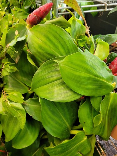 Insulin plant for diabetes - plant,