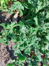 Crystalline Ice Plant - Mesembryanthemum crystallinum - 25+ seeds - L 226