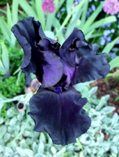 3x Iris germanica Black Knight
