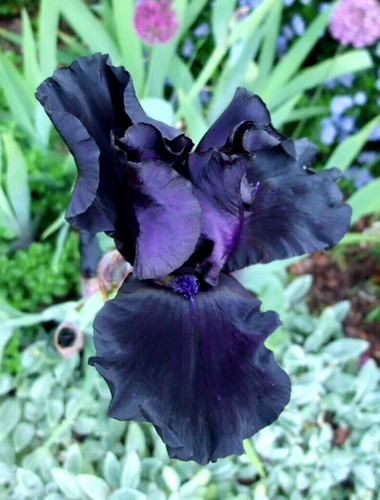 Iris germanica black knight - 3x,