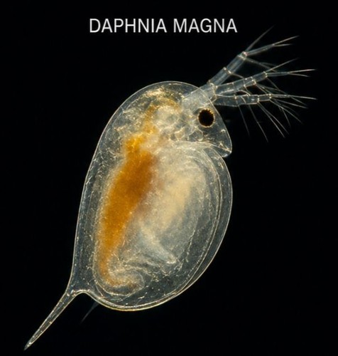 Live daphnia magna - live,