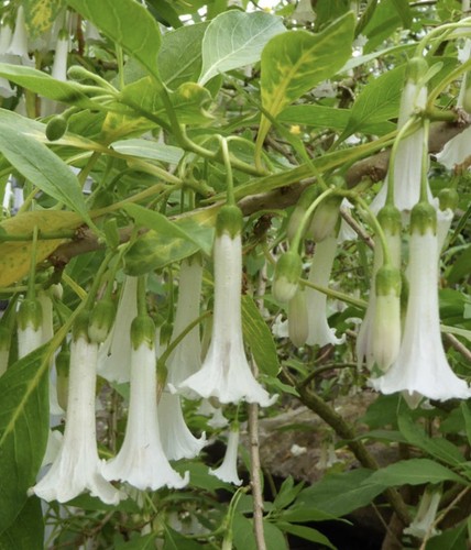 Iochroma australe alba - iochroma,