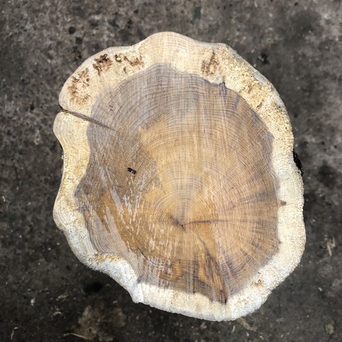 Seasoned old yew spindle - seasoned,
