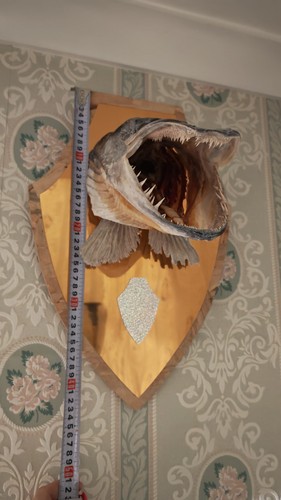 Vintage taxidermy pike - pike, head