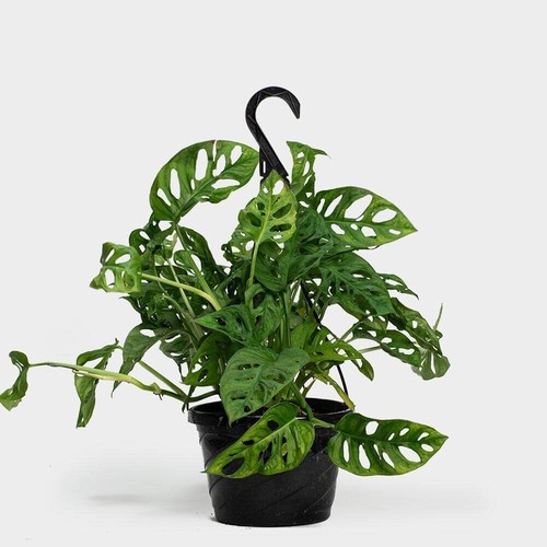 Monstera adansonii swiss - monstera,