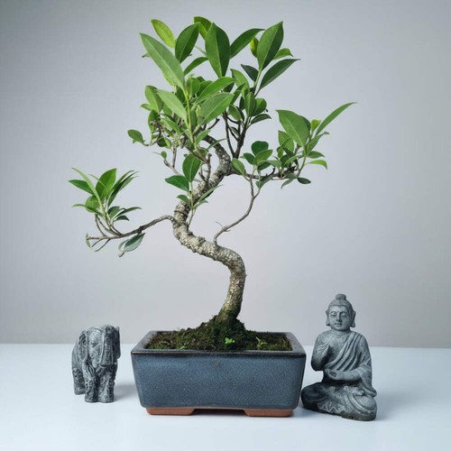 Ficus microcarpa - microcarpa, (banyan