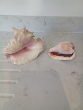 2x Conch Shells- Queen Conch