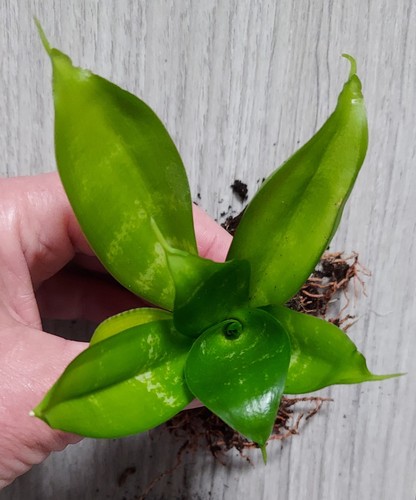 Dwarf snake plant - dwarf,