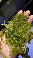 Mengenal Caulerpa racemosa live micro algae Marine