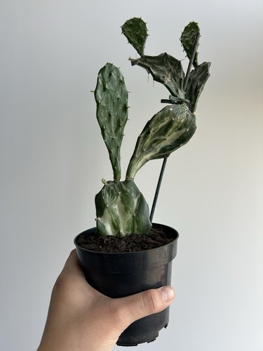 Prickly pear plant - plant, variegated