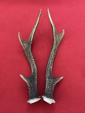 PAIR OF SIKA DEER ANTLERS 168g.   aprox. 27cm.