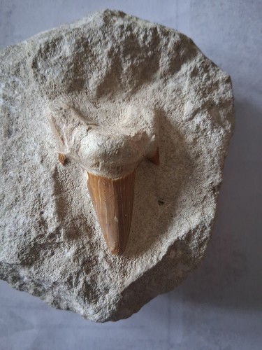 Otodus obliquus fossil - otodus, sharks