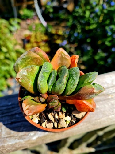 Haworthia maughanii succulent - maughanii,