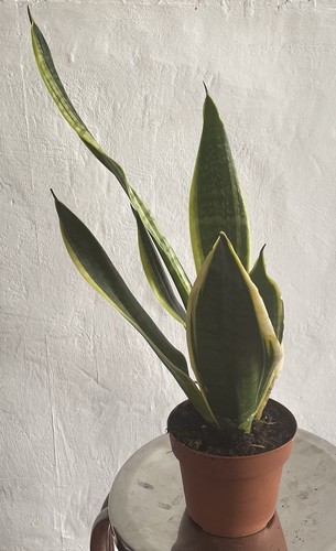 Snake plant - plant, (sansevierias)