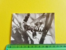 PHOTOGRAPH VESPA BEE 60s 70s