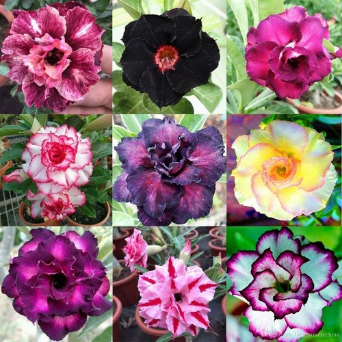 Seeds adenium obesum mix - seeds,