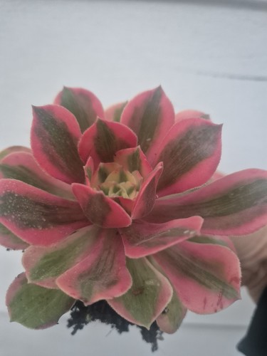 Aeonium qing cheng - aeonium,