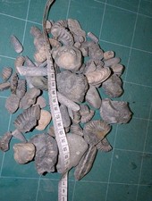 50+ Mini Mixed Fossils Lot -