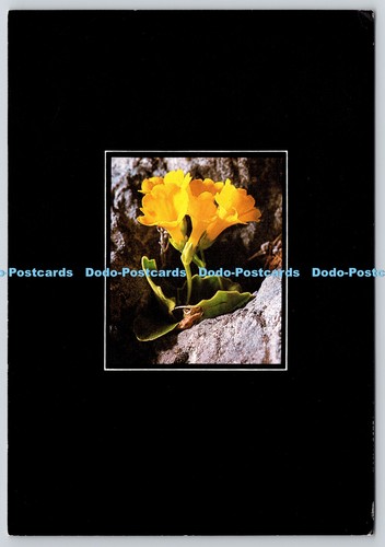 L377880 primula auricula - primula,