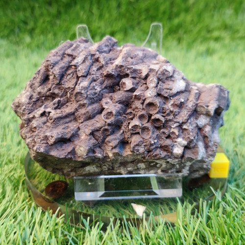 Large jurassic coral fossil - large,