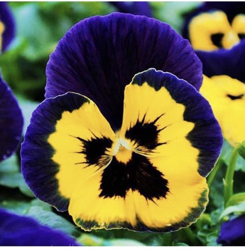 100 viola pansy swiss - 100,