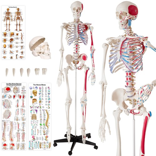 Skeleton human anatomical - skeleton,