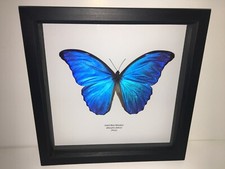 Giant Blue Morpho (Morpho didius) Butterfly in Box Frame Taxidermy Insect Art 