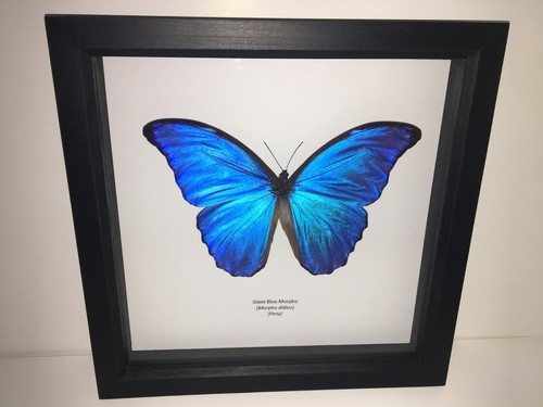 Giant blue morpho - giant, (morpho