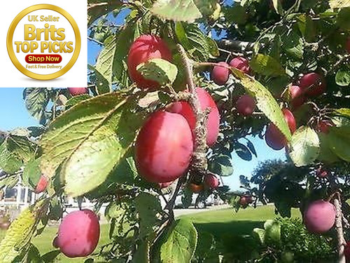 Big juicy victoria plum tree - big,