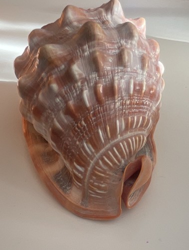 Large natural conch shell - conch,