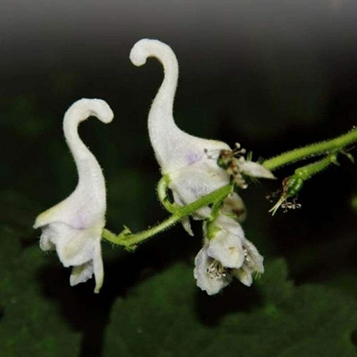 Seeds white duck - seeds,