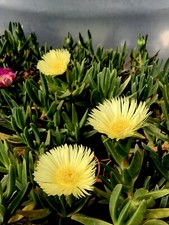 5 Yellow Hottentot Fig Carpobrotus Ice Plants