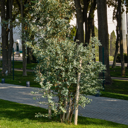 Large plant eucalyptus - 1, –