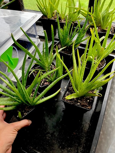 Aloe vera house - aloe, plant